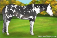 Horse Color:White Spotted Black Splash 