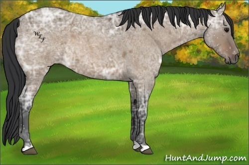 Horse Color:Brown Ice Roan Dun 