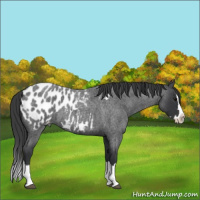 Horse Color:Blue Roan Splash Appaloosa Rabicano