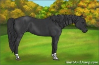 Horse Color:Black and Black