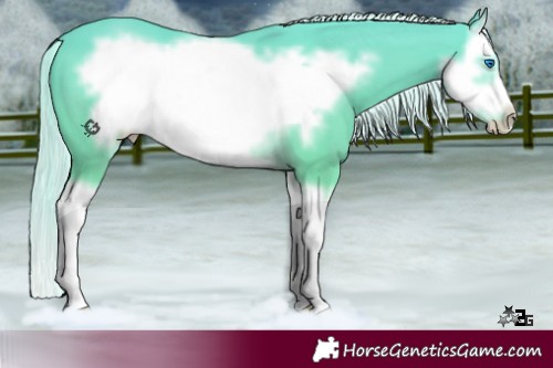 Horse Color:Cremello Splash Frame 