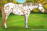 Horse Color:Chestnut Near Leopard