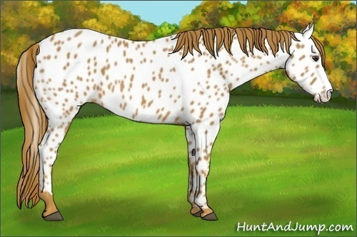 Horse Color:Chestnut Near Leopard