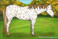 Horse Color:Chestnut Near Leopard 