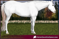 Horse Color:Brown Appaloosa 