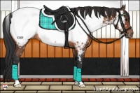 Horse Color:Bay Appaloosa Rabicano 