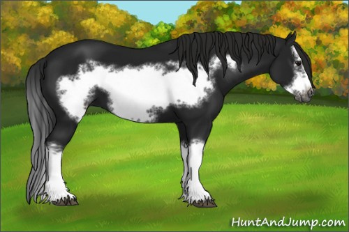 Horse Color:Gray Black Splash Frame