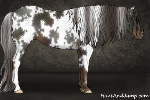 Horse Color:White Spotted Liver Chestnut 