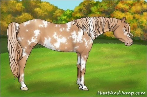 Horse Color:White Spotted Gold Champagne 