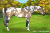 Horse Color:White Spotted Bay Dun