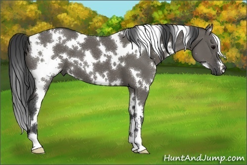 Horse Color:White Spotted Grullo