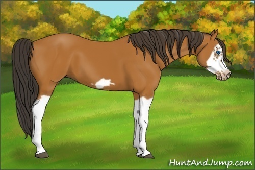 Horse Color:Bay Splash Frame