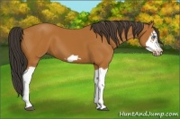 Horse Color:Bay Splash Frame