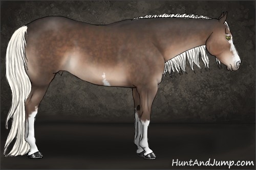 Horse Color:White Spotted Liver Chestnut 