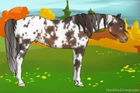 Horse Color:White Spotted Liver Chestnut Appaloosa 