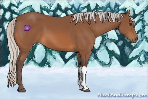 Horse Color:Silver Bay 