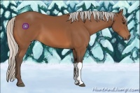 Horse Color:Silver Bay 