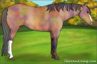 Horse Color:Nacre Bay 