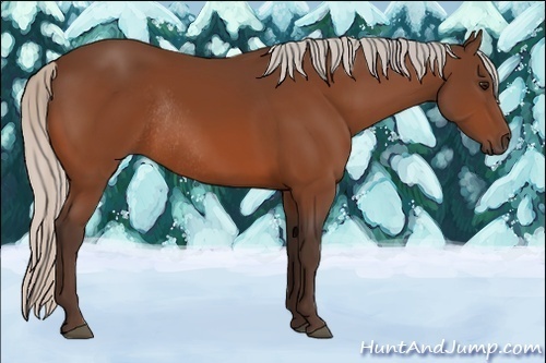 Horse Color:Silver Bay Rabicano