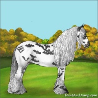 Horse Color:Black Splash Tobiano Frame 