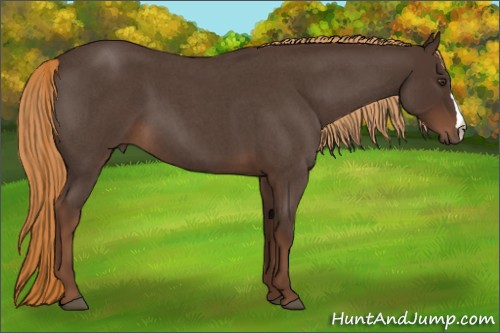 Horse Color:Liver Red Roan 