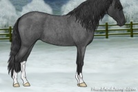 Horse Color:Blue Roan 