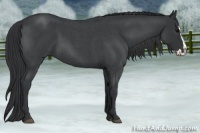 Horse Color:Blue Roan Splash 
