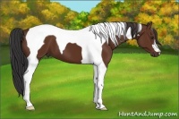 Horse Color:Bay Tobiano 