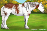 Horse Color:Gray White Spotted Silver Bay Splash 