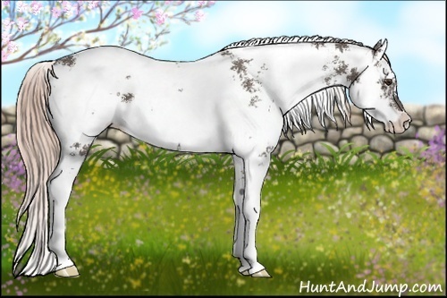 Horse Color:Liver Chestnut Sabino 