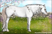 Horse Color:Liver Chestnut Sabino