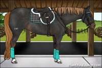 Horse Color:Liver Chestnut Rabicano 