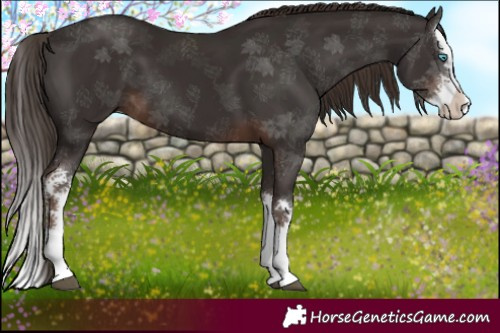 Horse Color:Liver Chestnut Sabino Splash