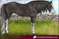 Horse Color:Liver Chestnut Sabino Splash