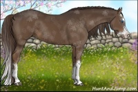 Horse Color:Liver Chestnut Sabino Splash 