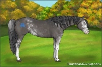 Horse Color:Black Sabino