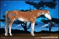 Horse Color:Bay Sabino 