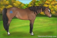 Horse Color:Bay Sabino Rabicano 