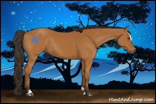 Horse Color:Bay Sabino