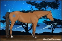 Horse Color:Bay Sabino 