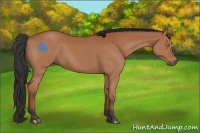 Horse Color:Bay Sabino 