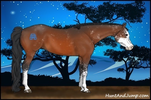 Horse Color:Bay Sabino 