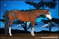 Horse Color:Bay Sabino 