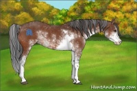 Horse Color:Bay Sabino 