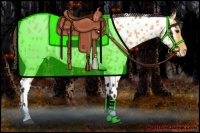 Horse Color:Buckskin Roan Appaloosa 