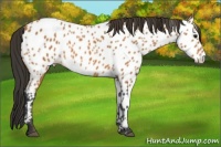 Horse Color:Bay Roan Near Leopard