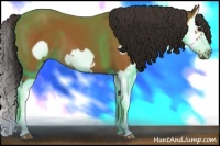 Horse Color:Bay Splash Frame 