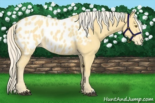 Horse Color:Palomino Appaloosa 