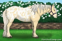 Horse Color:Palomino Appaloosa
