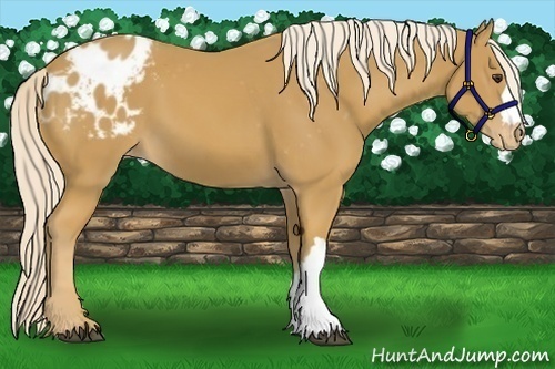 Horse Color:Palomino Appaloosa 